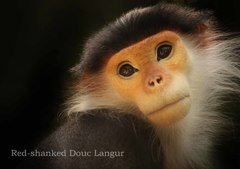 アカアシドゥクラングール