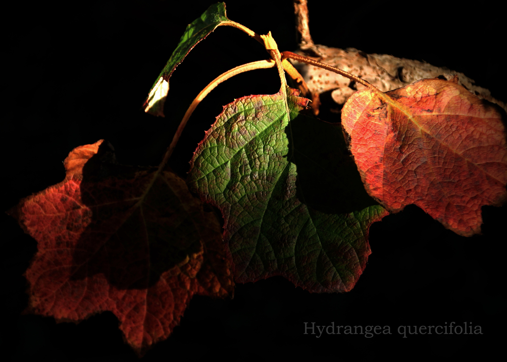 カシワバアジサイ