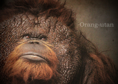 オランウータン