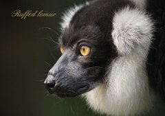 エリマキキツネザル