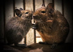 デグー：Degu