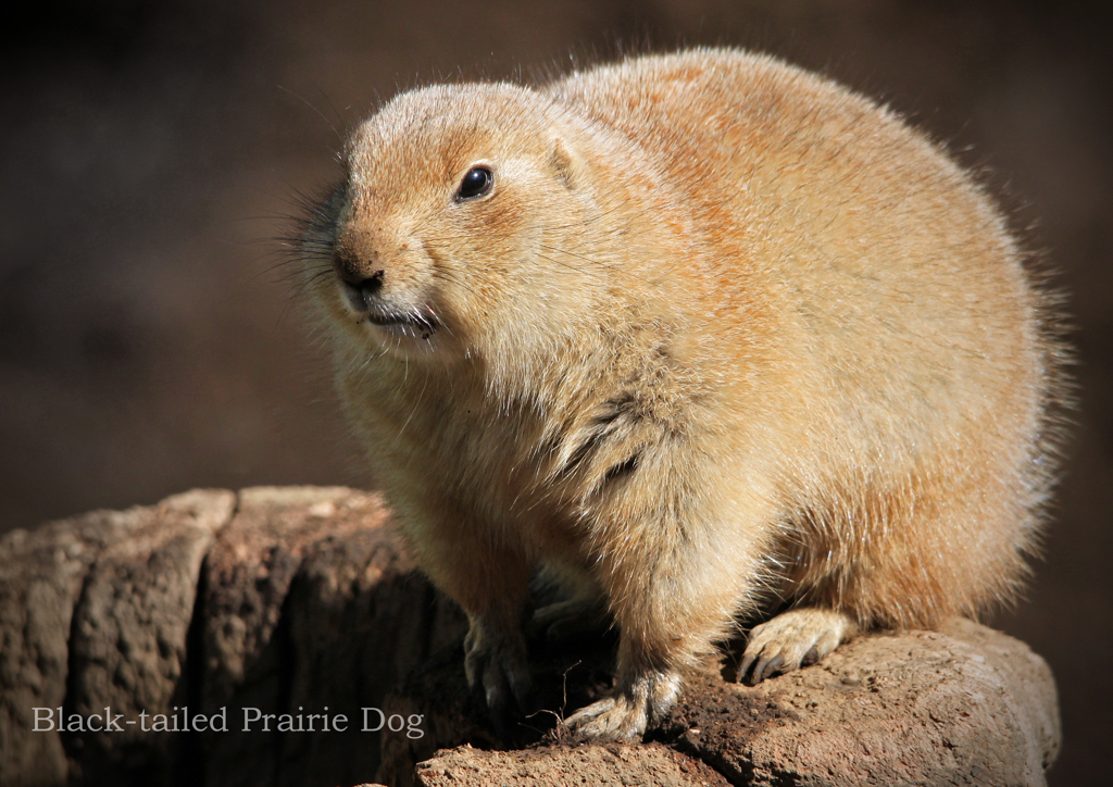プレーリードッグ