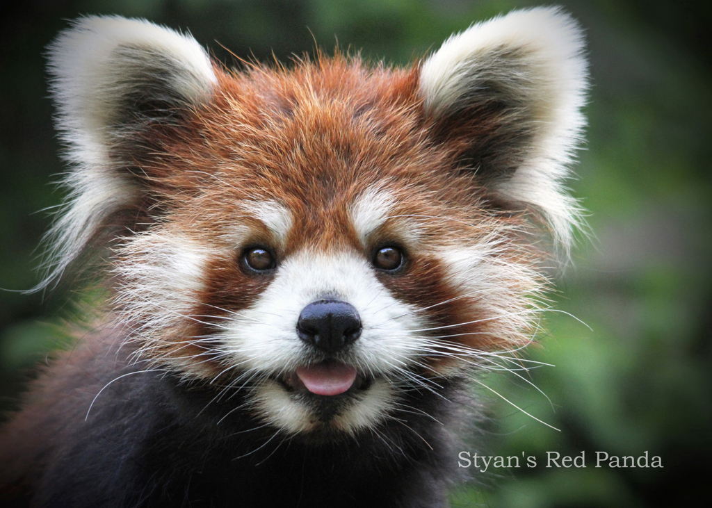 シセンレッサーパンダ