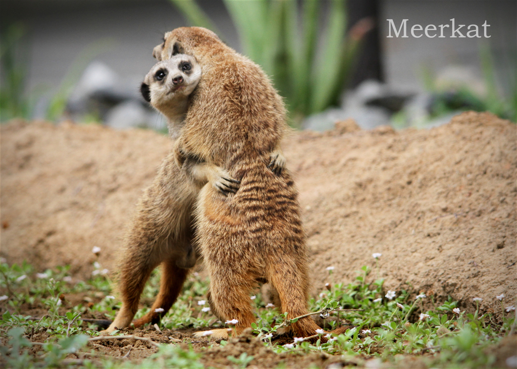 ミーアキャット