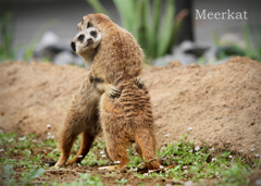 ミーアキャット