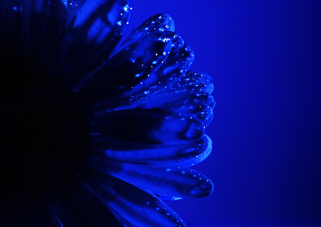 Midnight Blue