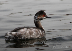 ハジロカイツブリ