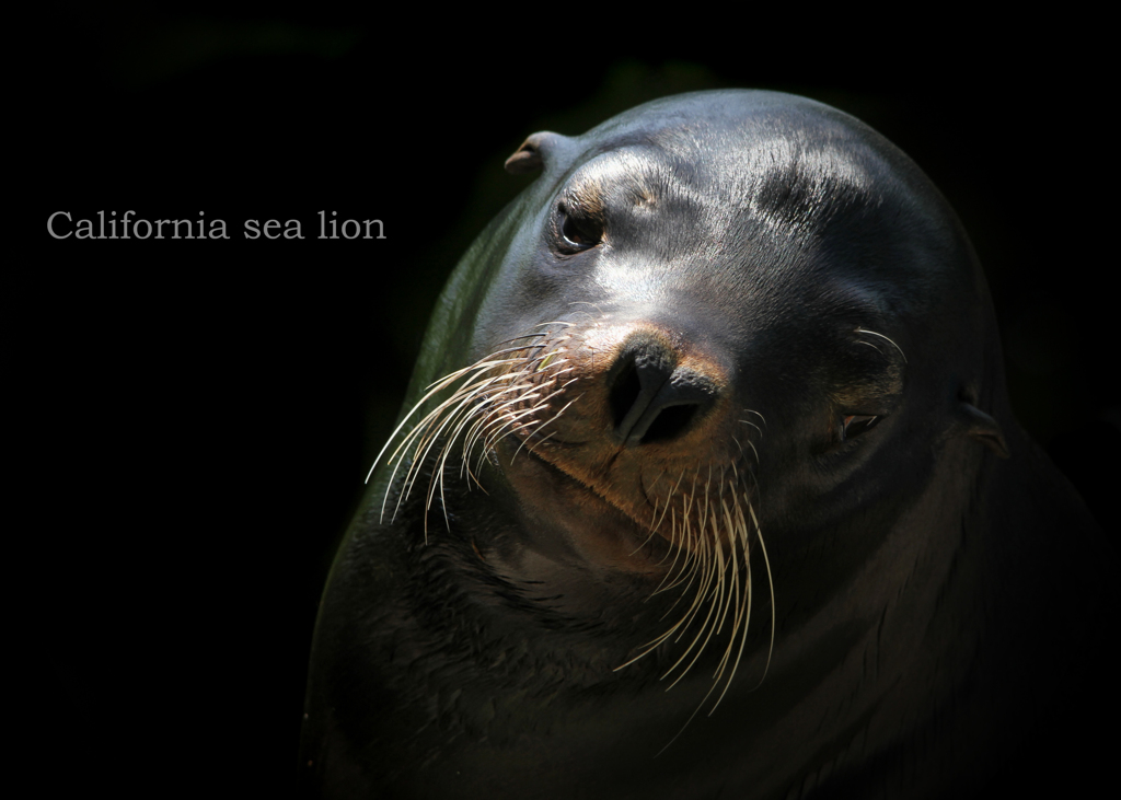 カルフォルニアアシカ