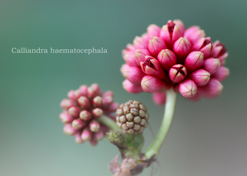 オオベニゴウカン