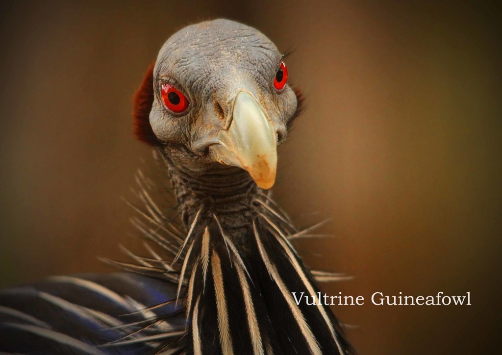 フサホロホロチョウ