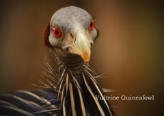 フサホロホロチョウ