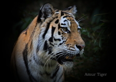 アムールトラ