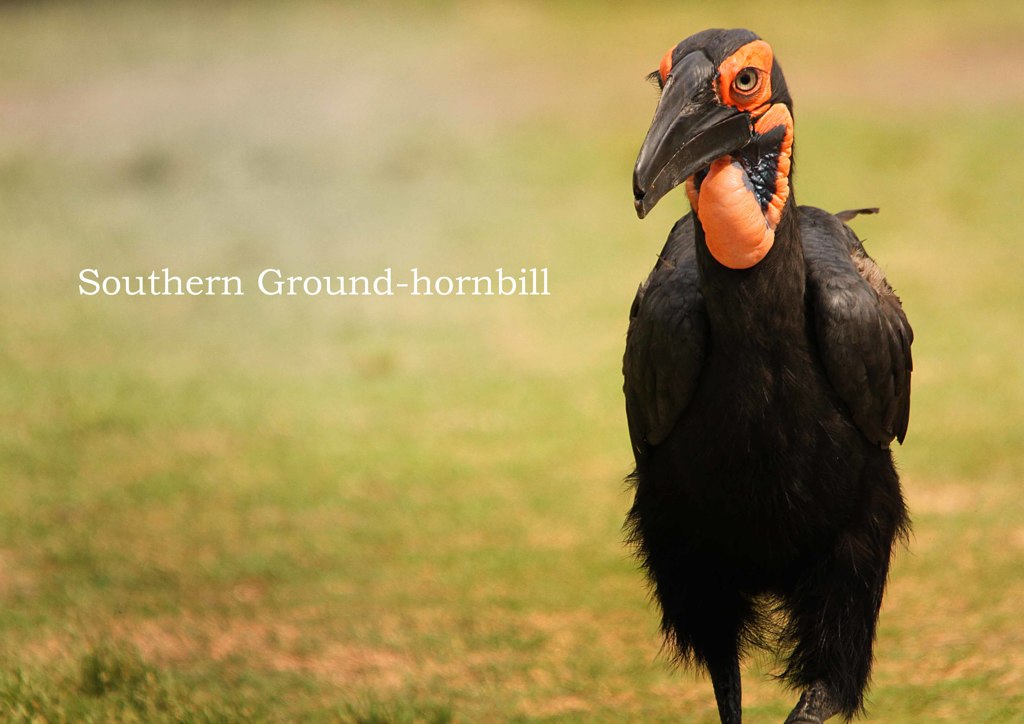 ミナミジサイチョウ：Southern Ground-hornbill