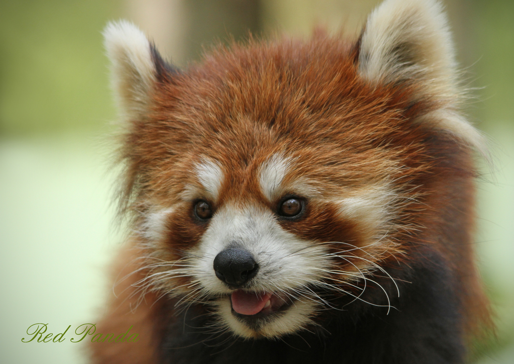 シセンレッサーパンダ
