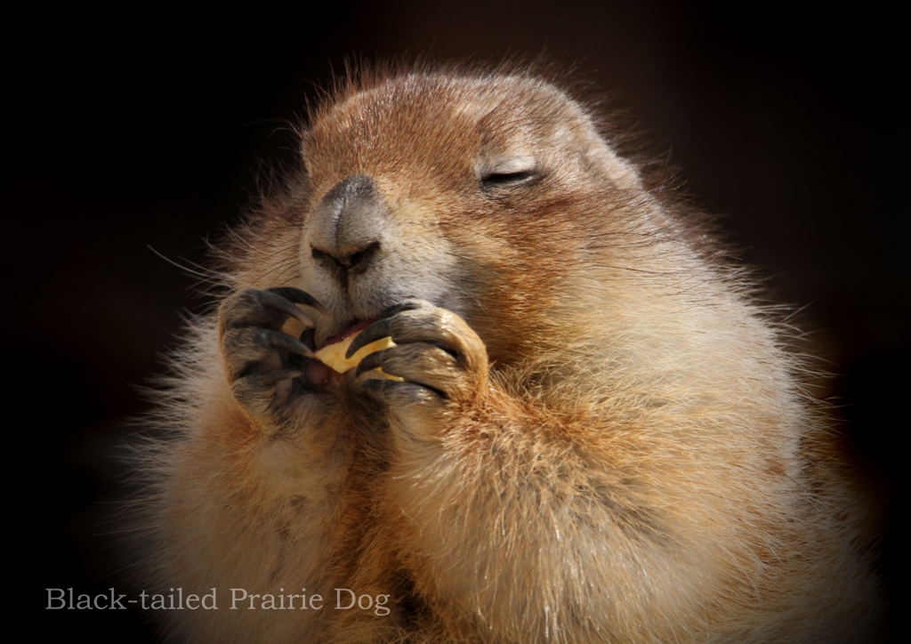 オグロプレーリードッグ