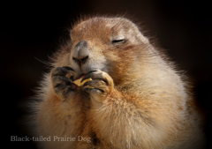 オグロプレーリードッグ