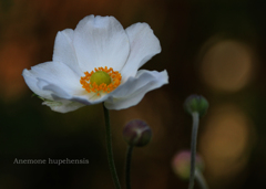 シュウメイギク