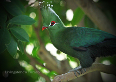 リビングストーンエボシドリ