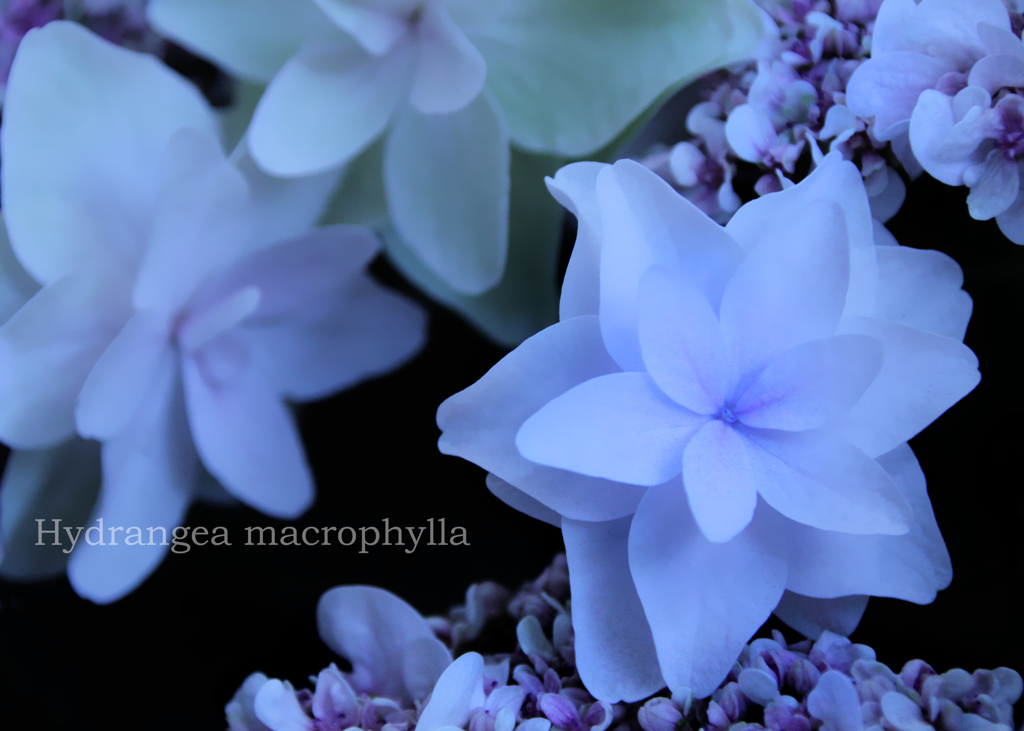 ハイドランジア