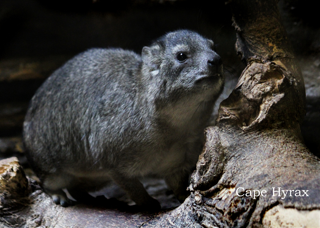 ケープハイラックス