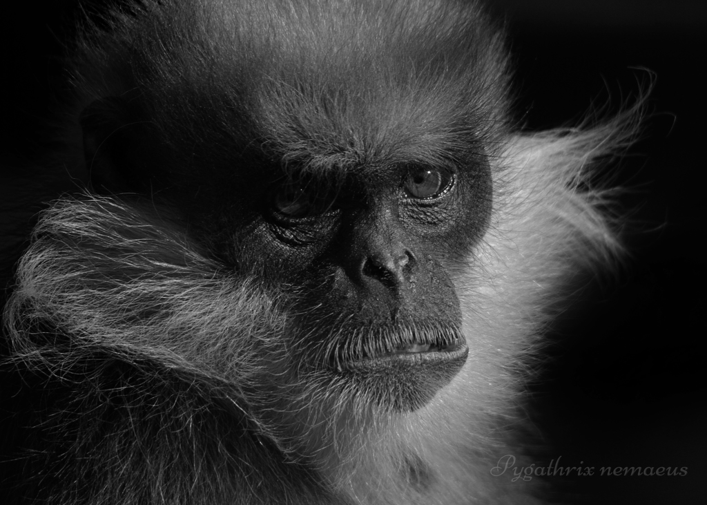 カオムラサキラングール