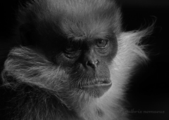 カオムラサキラングール