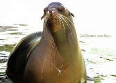 カルフォルニアアシカ