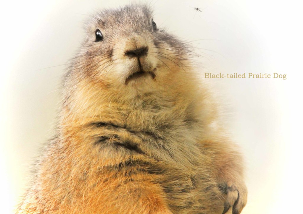 オグロプレーリードッグ & 蚊