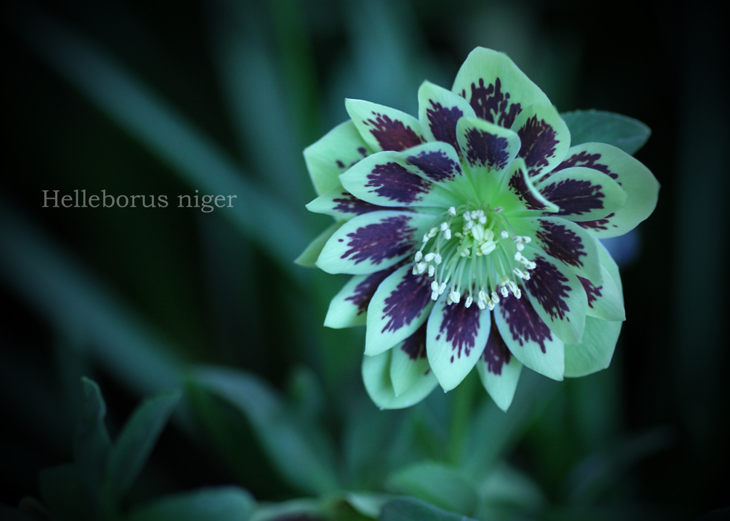 クリスマスローズ