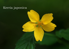 ヤマブキ