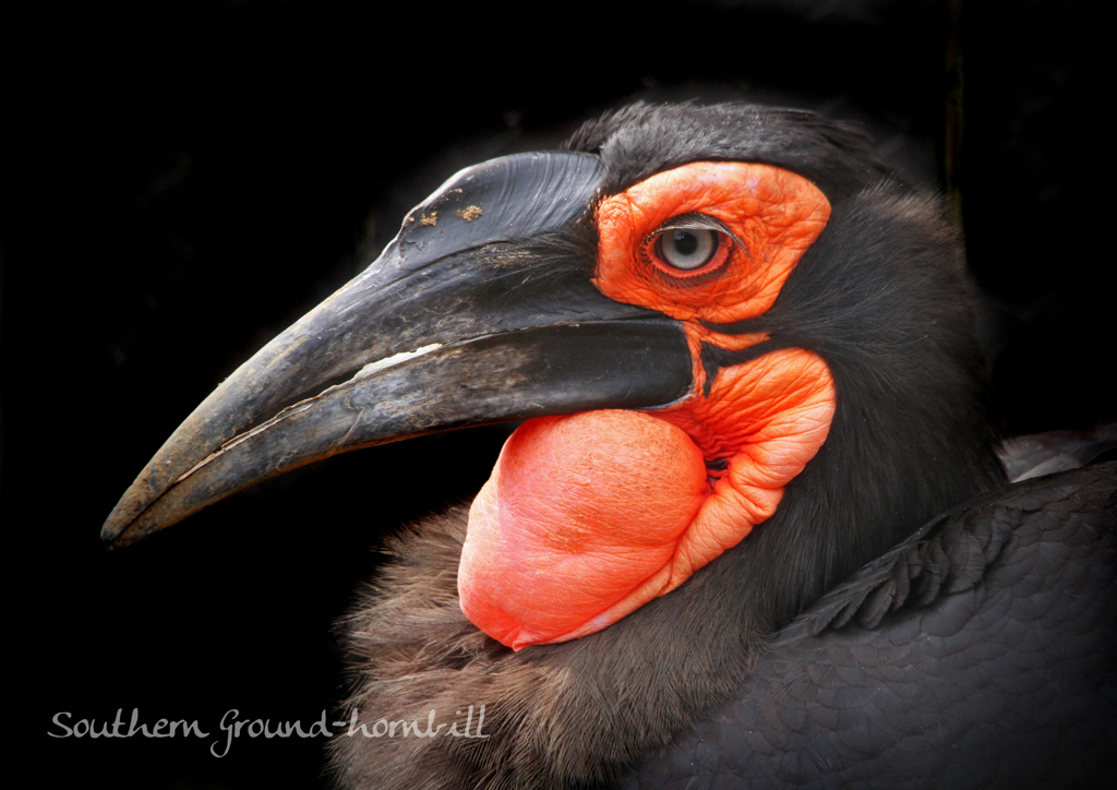 ミナミジサイチョウ