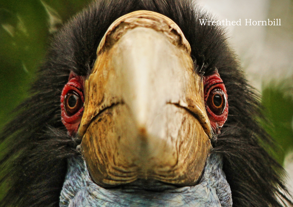 シワコブサイチョウ