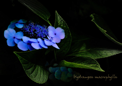 紫陽花（Remake）