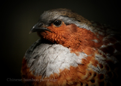 コジュケイ：Chinese bamboo partridge