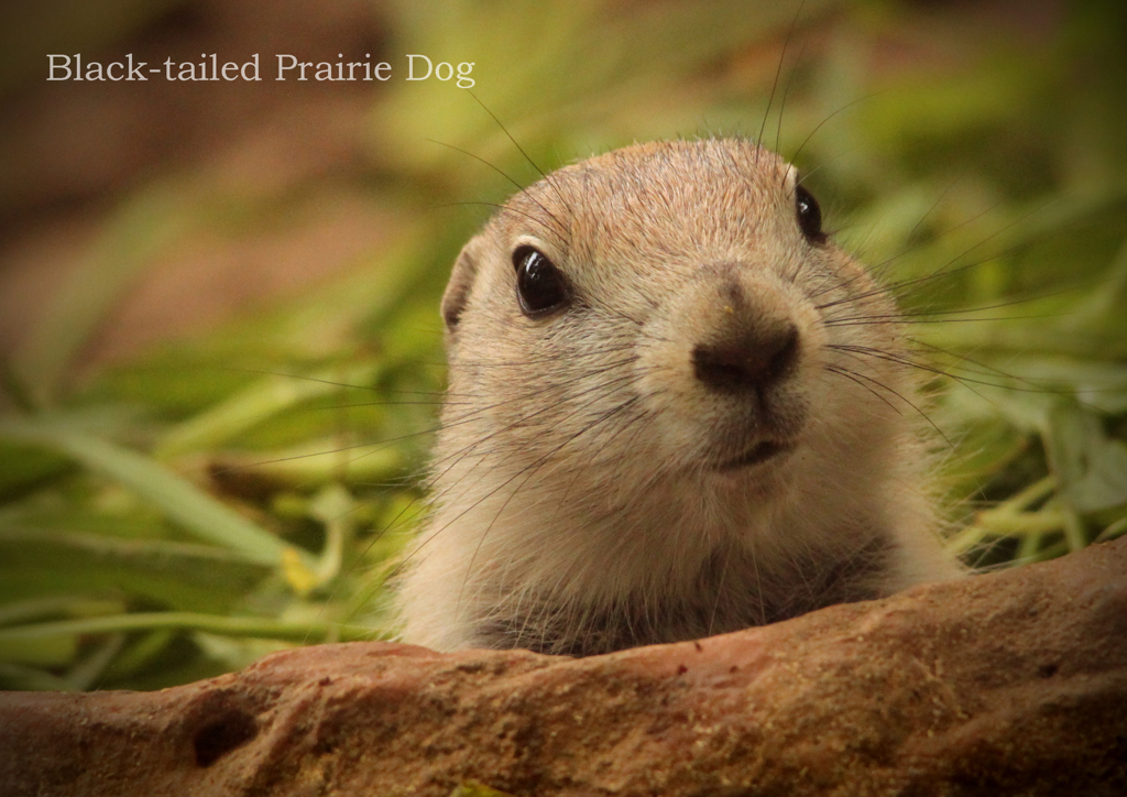 オグロプレーリードッグ