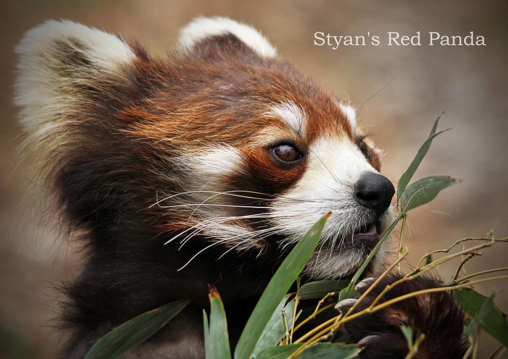 シセンレッサーパンダ