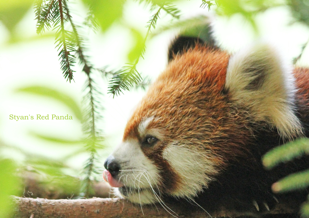 シセンレッサーパンダ