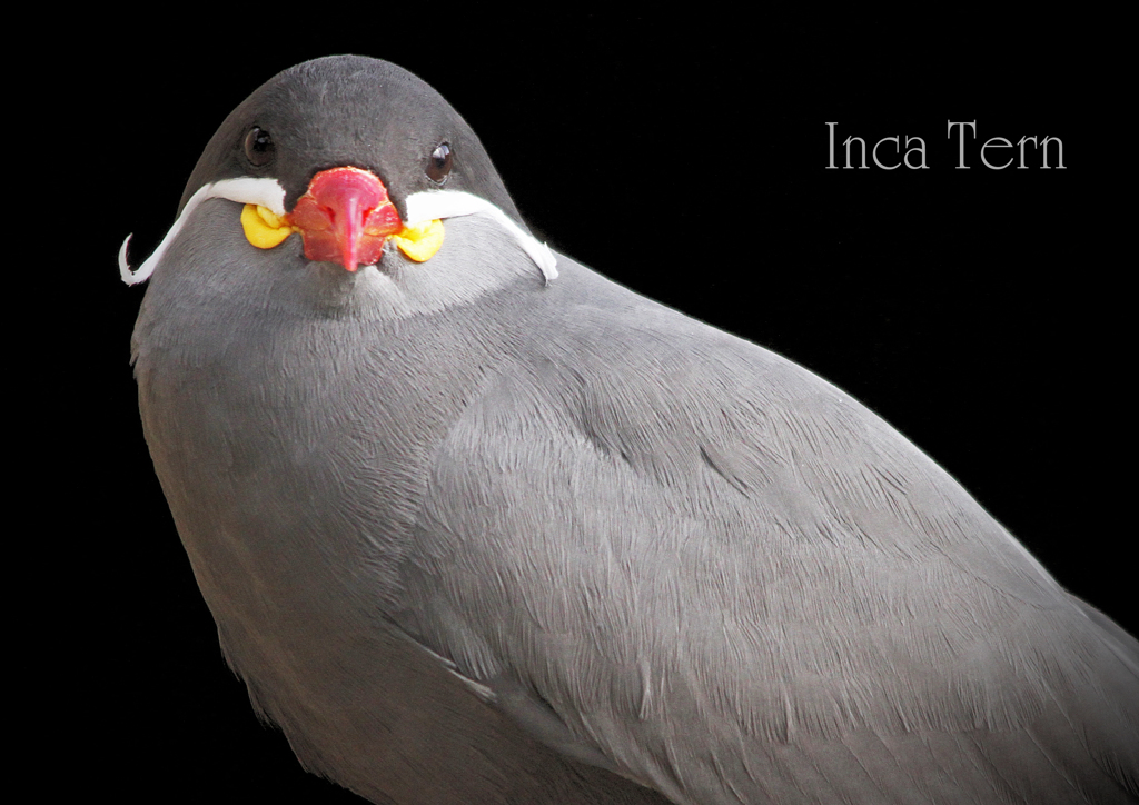 インカアジザシ