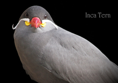 インカアジザシ