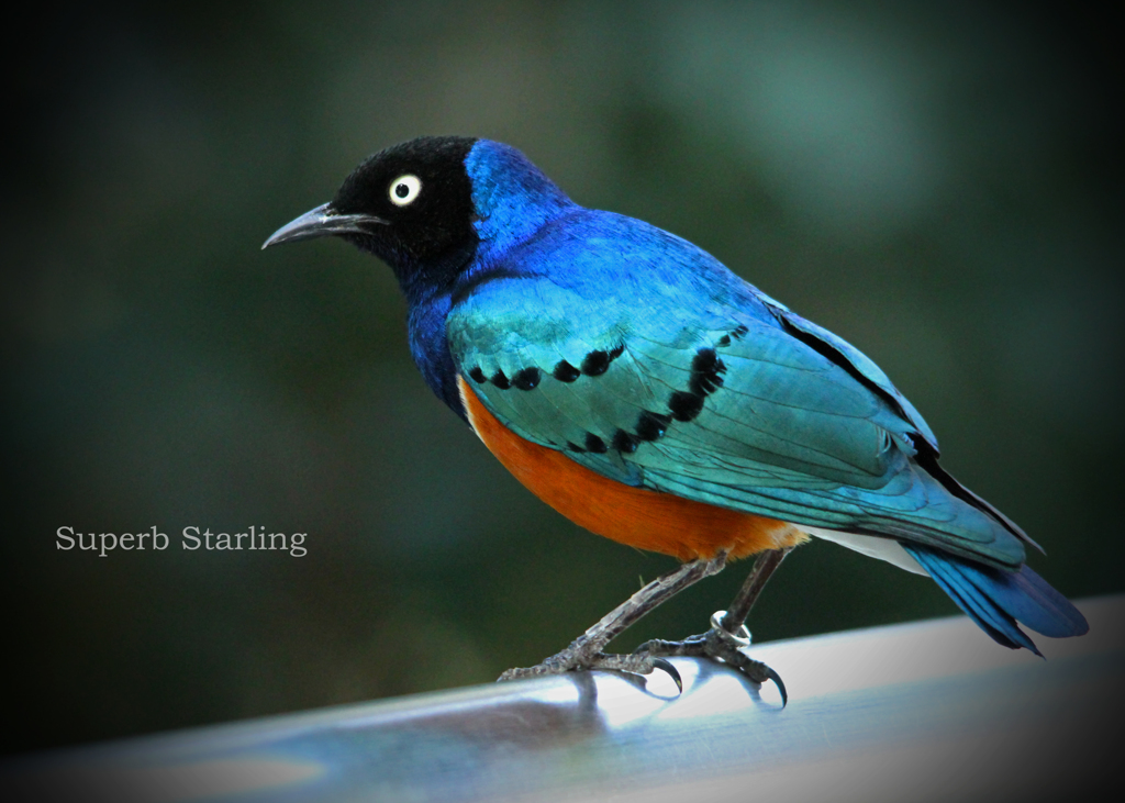 ツキノワテリムク