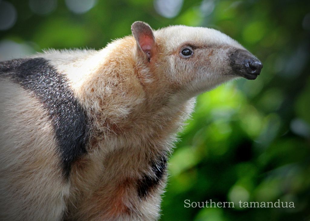 ミナミコアリクイ