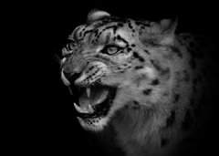 ユキヒョウ：Snow leopard