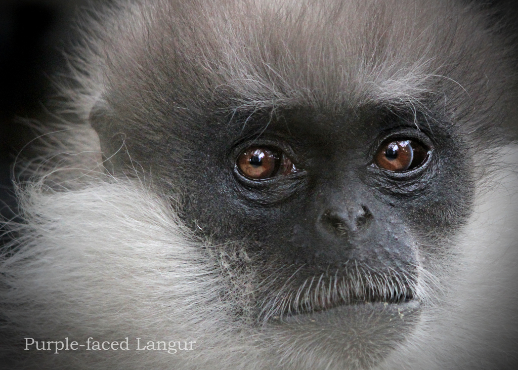 カオムラサキラングール