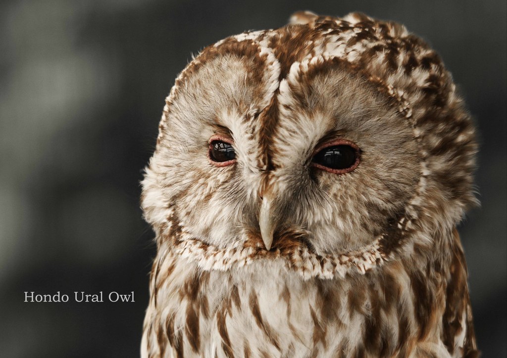 ホンドフクロウ