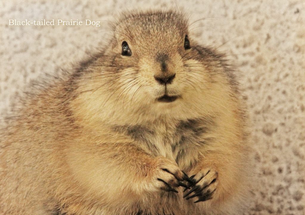 オグロプレーリードッグ