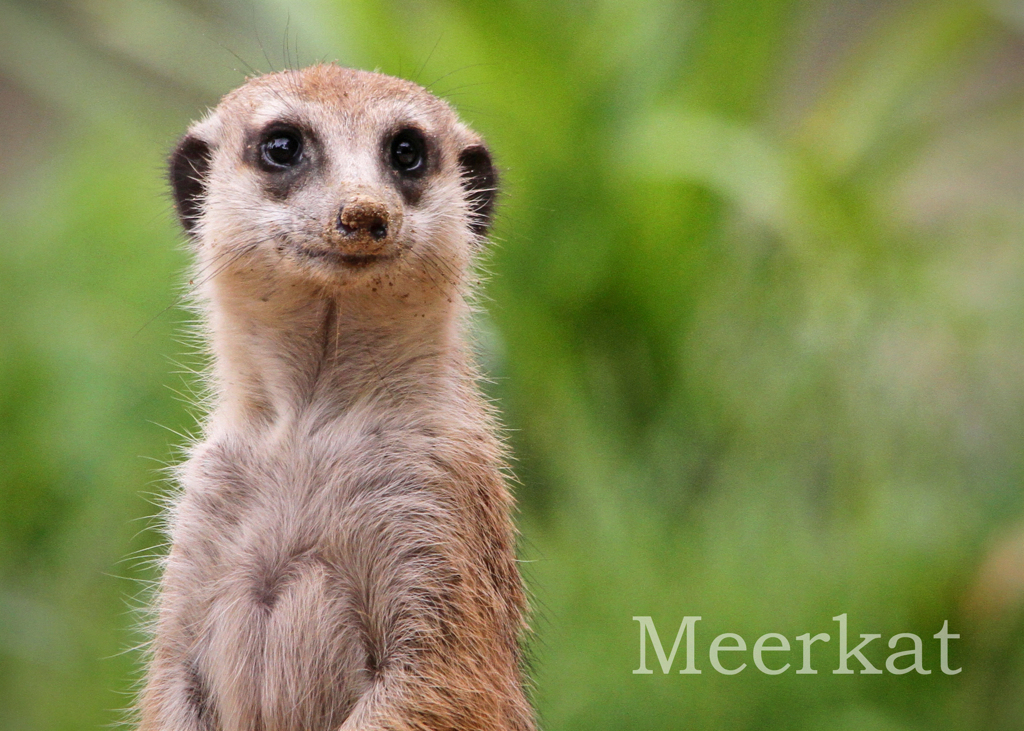 ミーアキャット