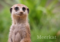 ミーアキャット