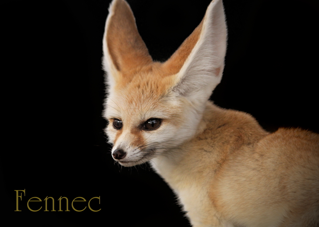 フェネック