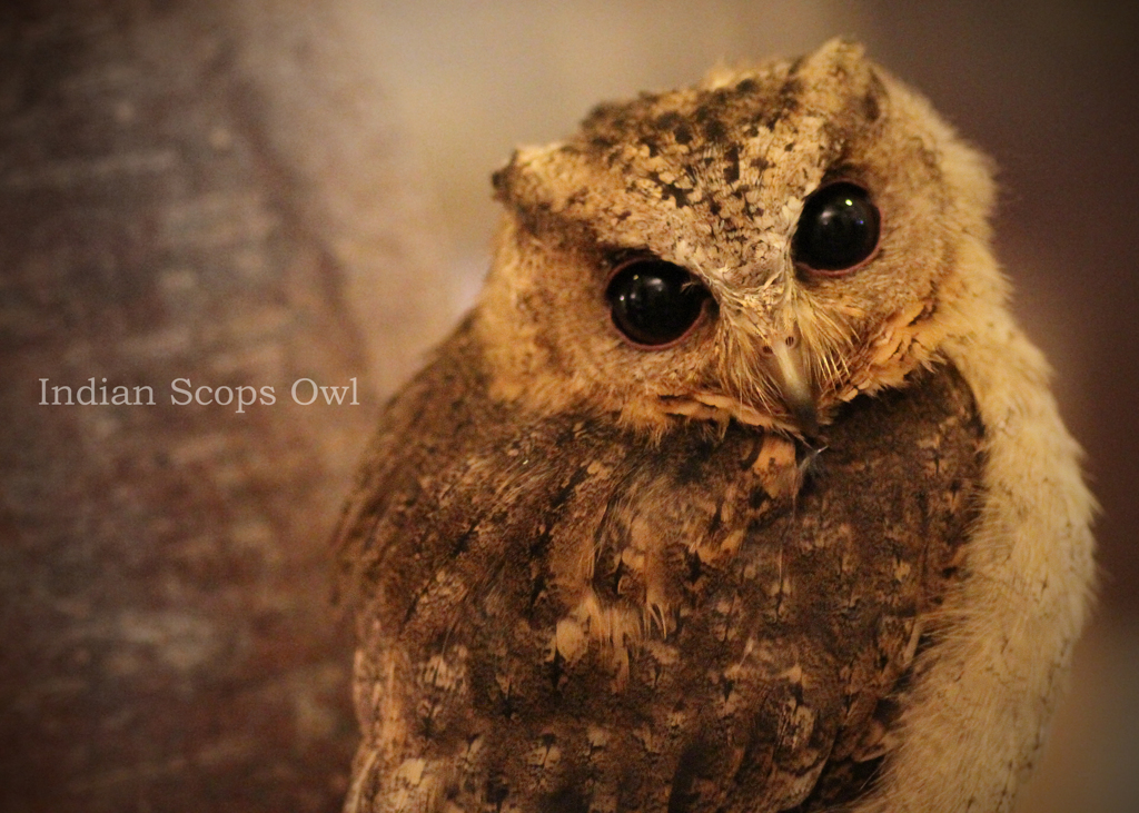 インドオオコノハズク