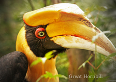 オオサイチョウ